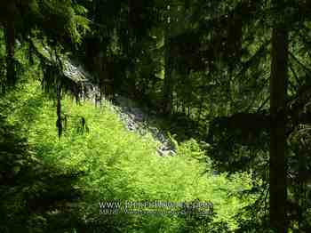 Drive Around Mt. Rainier - Comet Falls