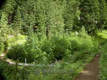 Drive Around Mt. Rainier - Comet Falls