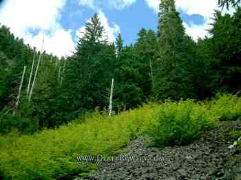Drive Around Mt. Rainier - Comet Falls