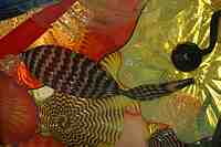 Tacoma Museum of Glass - Washington State History Museum & Dale Chihuly Glass artwork.