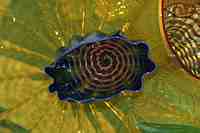 Tacoma Museum of Glass - Washington State History Museum & Dale Chihuly Glass artwork.