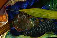 Tacoma Museum of Glass - Washington State History Museum & Dale Chihuly Glass artwork.
